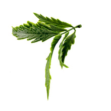 Load image into Gallery viewer, Fern Leaf Spray | Realistic Greenery for DIY Crafts & Floral Designs-Craft Supplies-TXV Mart