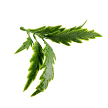 Load image into Gallery viewer, Fern Leaf Spray | Realistic Greenery for DIY Crafts & Floral Designs-Craft Supplies-TXV Mart
