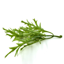 Load image into Gallery viewer, Dusty Miller Leaf Spray | 15 Pcs Faux Greenery in Light Green, Green, or Reddish Green-Craft Supplies-TXV Mart