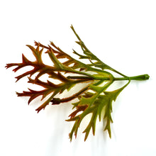 Load image into Gallery viewer, Dusty Miller Leaf Spray | 15 Pcs Faux Greenery in Light Green, Green, or Reddish Green-Craft Supplies-TXV Mart