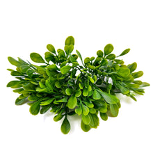 Load image into Gallery viewer, Round Leaf Pick | Versatile Greenery for Bouquets & Craft Projects-Craft Supplies-TXV Mart