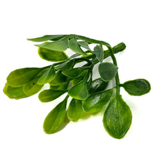 Load image into Gallery viewer, Round Leaf Pick | Versatile Greenery for Bouquets & Craft Projects-Craft Supplies-TXV Mart