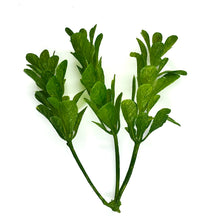 Load image into Gallery viewer, Myrtle Leaf Spray | Lush Artificial Filler for DIY Crafts & Floral Décor-Craft Supplies-TXV Mart