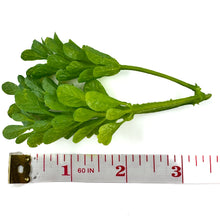 Load image into Gallery viewer, Myrtle Leaf Spray | Lush Artificial Filler for DIY Crafts & Floral Décor-Craft Supplies-TXV Mart