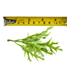 Load image into Gallery viewer, Dusty Miller Leaf Spray | 15 Pcs Faux Greenery in Light Green, Green, or Reddish Green-Craft Supplies-TXV Mart